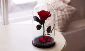 preserved rose